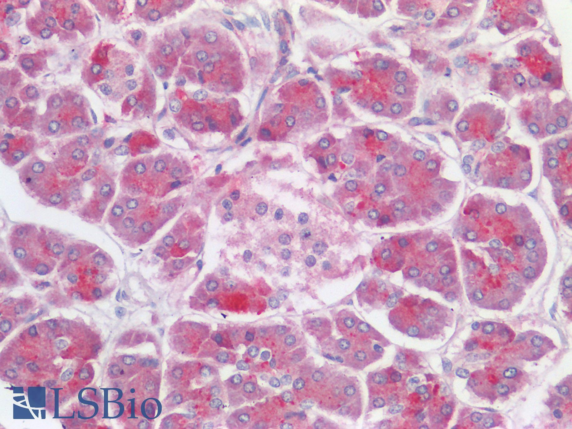 TMPRSS2 / Epitheliasin Antibody - Human Pancreas: Formalin-Fixed, Paraffin-Embedded (FFPE)