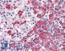 TMPRSS4 Antibody - Anti-TMPRSS4 antibody IHC of human pancreas. Immunohistochemistry of formalin-fixed, paraffin-embedded tissue after heat-induced antigen retrieval.