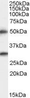 TMPRSS5 Antibody - Antibody staining (0.5 ug/ml) of Human Brain (Cerebral Cortex) lysate (RIPA buffer, 35 ug total protein per lane). Primary incubated for 1 hour. Detected by Western blot of chemiluminescence.