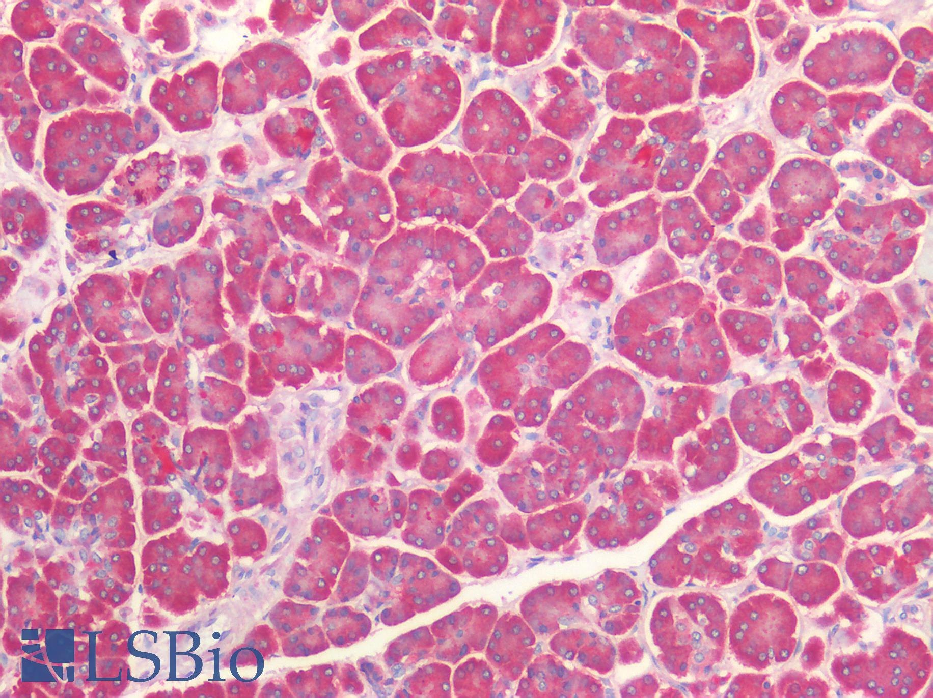 TNC / Tenascin C Antibody - Human Pancreas: Formalin-Fixed, Paraffin-Embedded (FFPE)