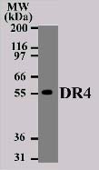 TNFRSF10A / DR4 Antibody - Western blot of 15 ug of total cell lysate from Daudi cells with anti-DR4 (antibody) at 2 ug/ml.