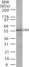 TNFRSF10A / DR4 Antibody - Western blot of 20 ug of total cell lysate from HeLa cells with anti-DR4 (antibody) at 2 ug/ml dilution.