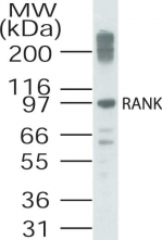 TNFRSF11A / RANK Antibody - Western blot of RANK in RAW cell lysate.