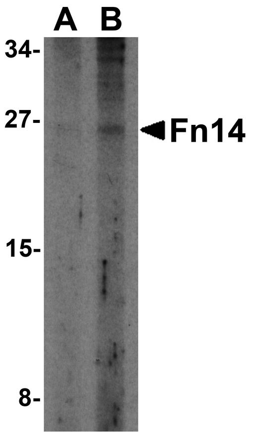 TNFRSF12A / TWEAK Receptor Antibody - Western blot analysis of Fn14 in HepG2 cells with Fn14 antibody at (A) 2 and (B) 4 ug/ml.