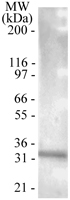 TNFRSF13B / TACI Antibody - Western blot of 0.1 ug/ml of TACI in 10 ug/lane of Daudi lysate. A protein band of approximately 32 kDa is detected.