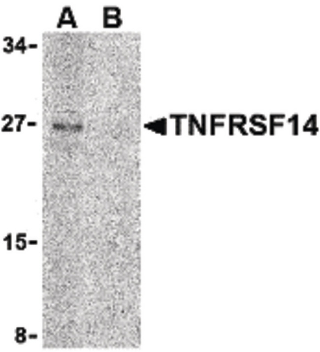 TNFRSF14 / CD270 / HVEM Antibody - Western blot of TNFRSF14 in Raji cell lysate with TNFRSF14 antibody at 2 ug/ml in (A) the absence and (B) the presence of blocking peptide.