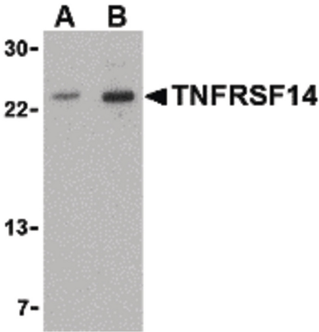 TNFRSF14 / CD270 / HVEM Antibody - Western blot of TNFRSF14 in mouse thymus tissue lysate with TNFRSF14 antibody at (A) 1 and (B) 2 ug/ml.