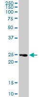 TNFRSF18 / GITR Antibody - TNFRSF18 monoclonal antibody, clone 2H4. Western blot of TNFRSF18 expression in HeLa nuclear extracts.