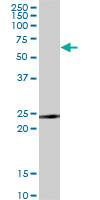 TNFRSF18 / GITR Antibody - TNFRSF18 monoclonal antibody, clone 2H4. Western blot of TNFRSF18 expression in NIH/3T3.