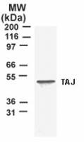 TNFRSF19 / TROY Antibody - Western blot of TAJ/TROY using antibody in T98G, a human glioblastoma cell line lysate. A protein band of approximately 46 kD is detected.