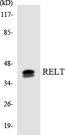 TNFRSF19L / RELT Antibody - Western blot analysis of the lysates from Jurkat cells using RELT antibody.