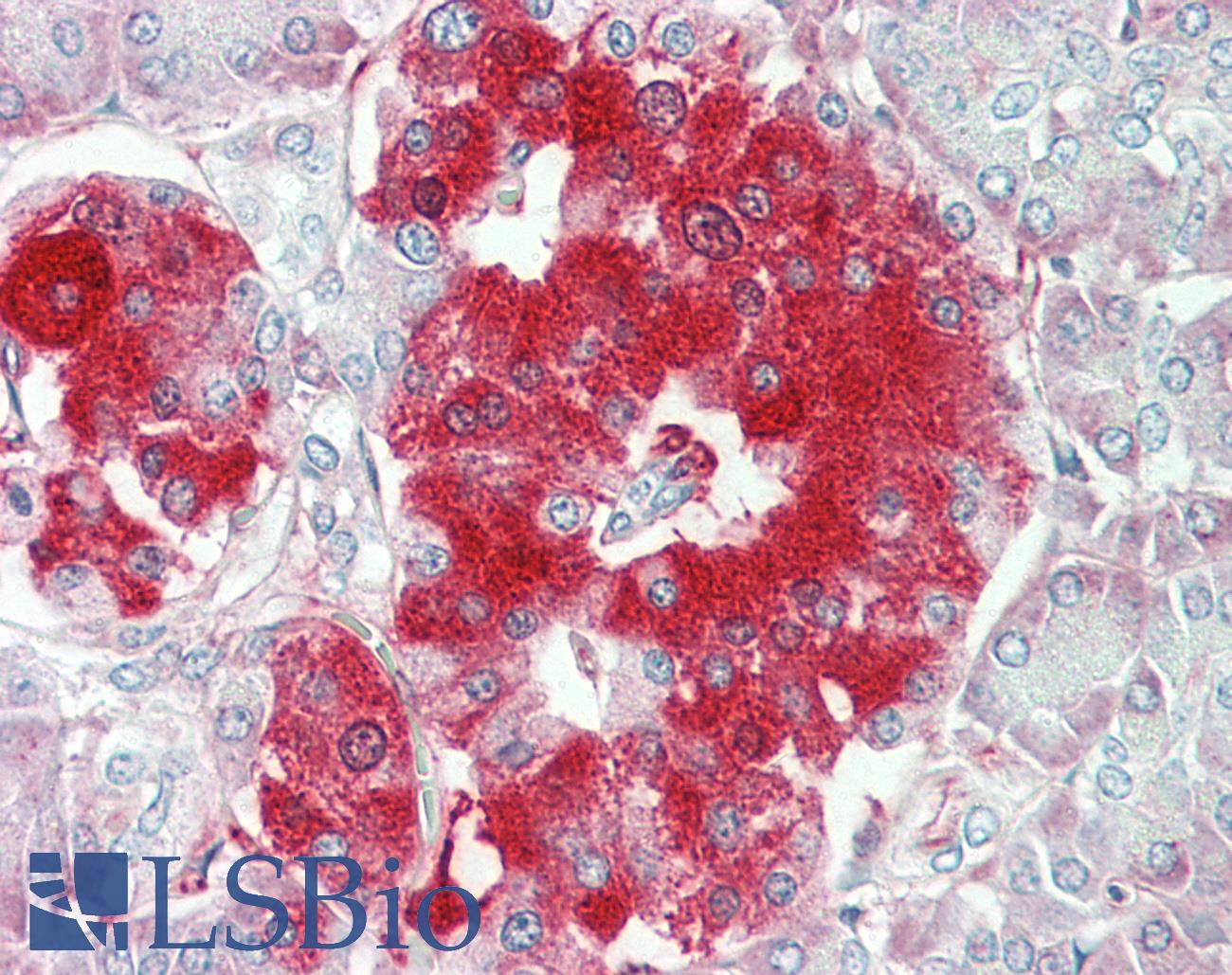 TNFRSF21 / DR6 Antibody - Anti-TNFRSF21 / DR6 antibody IHC staining of human pancreas. Immunohistochemistry of formalin-fixed, paraffin-embedded tissue after heat-induced antigen retrieval.