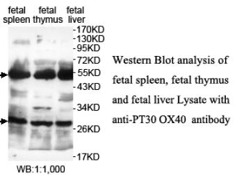 TNFRSF4 / CD134 / OX40 Antibody