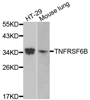 TNFRSF6B / DCR3 Antibody - Western blot analysis of extracts of various cells.