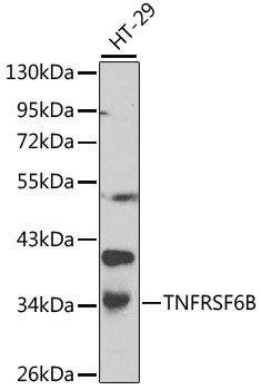 TNFRSF6B / DCR3 Antibody - Western blot analysis of extracts of HT-29 cells, using TNFRSF6B antibody at 1:1000 dilution. The secondary antibody used was an HRP Goat Anti-Rabbit IgG (H+L) at 1:10000 dilution. Lysates were loaded 25ug per lane and 3% nonfat dry milk in TBST was used for blocking. An ECL Kit was used for detection.