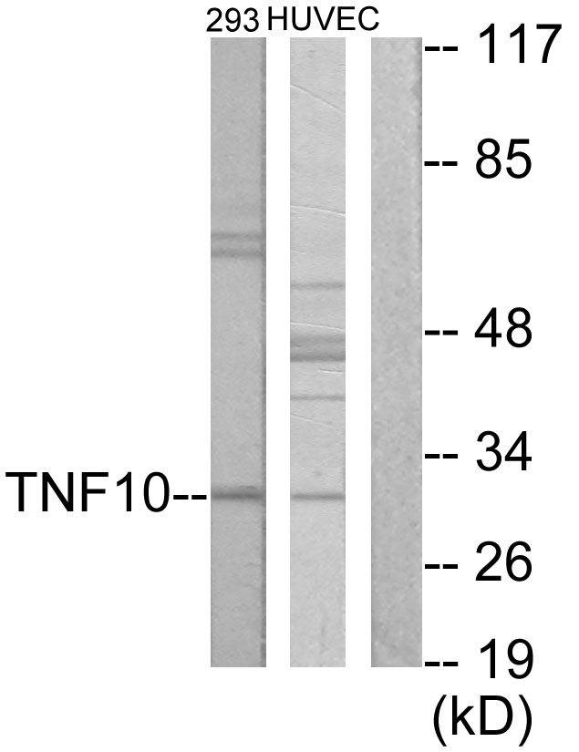 TNFSF10 / TRAIL Antibody - Western blot analysis of lysates from HUVEC cells and 293 cells, using CD253 Antibody. The lane on the right is blocked with the synthesized peptide.