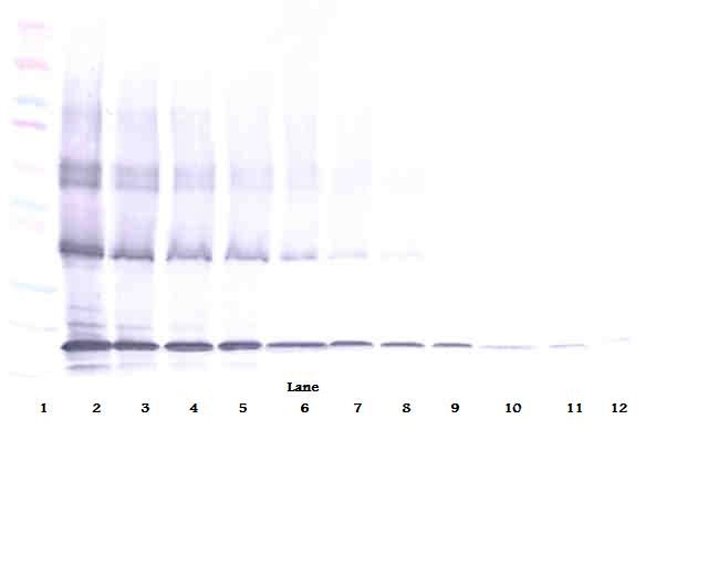 TNFSF10 / TRAIL Antibody - Western Blot (reducing) of TRAIL antibody