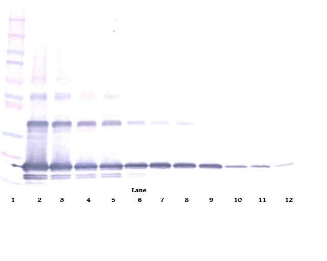 TNFSF11 / RANKL / TRANCE Antibody - Western Blot (non-reducing) of RANKL antibody