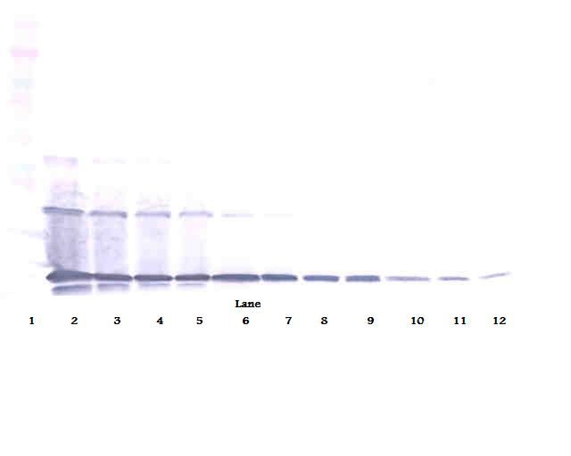 TNFSF11 / RANKL / TRANCE Antibody - Western Blot (reducing) of RANKL antibody