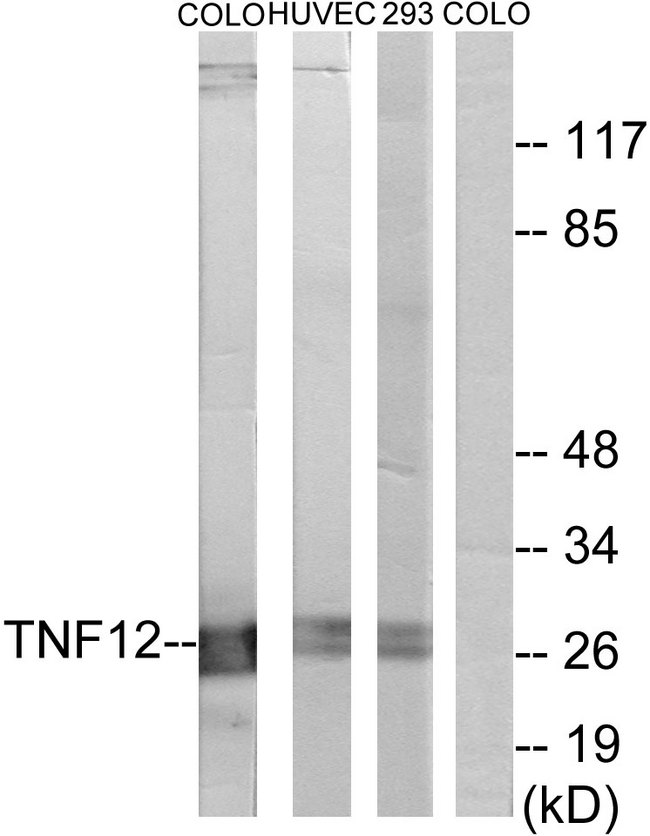 TNFSF12 / TWEAK Antibody - Western blot analysis of lysates from COLO205, HUVEC cells, and 293 cells, using TNF12 Antibody. The lane on the right is blocked with the synthesized peptide.