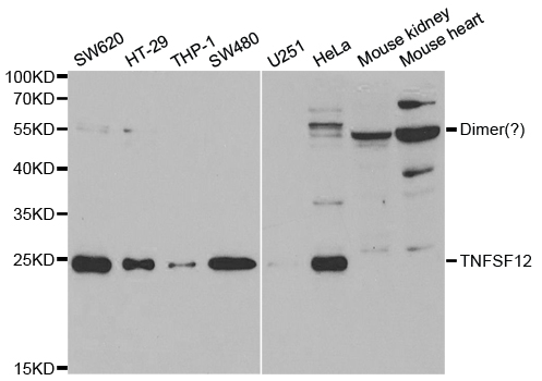 TNFSF12 / TWEAK Antibody - Western blot analysis of extracts of various cell lines, using TNFSF12 antibody.