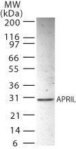 TNFSF13 / APRIL Antibody - Western blot of APRIL in HL-60 whole cell lysate using antibody at 2 ug/ml.