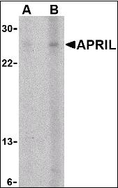 TNFSF13 / APRIL Antibody - Western blot of APRIL expression in K562 cells with APRIL antibody at (A) 5 and (B) 10 ug/ml.