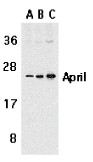 TNFSF13 / APRIL Antibody - Western blot of APRIL expression in Jurkat cells with APRIL antibody at 1 ug/ml (A), 2 ug/ml (B), and 4 ug/ml (C).