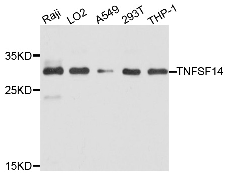 TNFSF14 / LIGHT Antibody - Western blot analysis of extract of various cells.