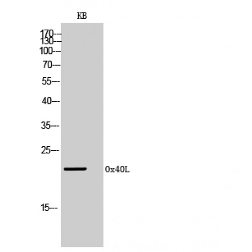 TNFSF4 / OX40L / CD252 Antibody - Western blot of Ox40L antibody