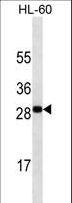 TNFSF4 / OX40L / CD252 Antibody - TNFSF4 antibody western blot of HL-60 cell line lysates (35 ug/lane). The TNFSF4 antibody detected the TNFSF4 protein (arrow).