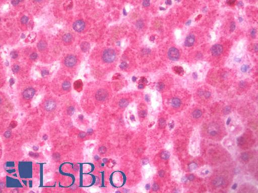 TNFSF4 / OX40L / CD252 Antibody - Anti-TNFSF4 / OX40L antibody IHC staining of human liver. Immunohistochemistry of formalin-fixed, paraffin-embedded tissue after heat-induced antigen retrieval. Antibody concentration 10 ug/ml.