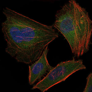 TNNI2 Antibody - Immunofluorescence of HeLa cells using TNNI2 mouse monoclonal antibody (green). Blue: DRAQ5 fluorescent DNA dye. Red: Actin filaments have been labeled with Alexa Fluor-555 phalloidin.