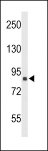 TNPO1 / Transportin 1 Antibody - Western blot of TNPO1 Antibody in 293 cell line lysates (35 ug/lane). TNPO1 (arrow) was detected using the purified antibody.
