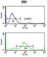 TNPO1 / Transportin 1 Antibody - TNPO1 Antibody flow cytometry of 293 cells (bottom histogram) compared to a negative control cell (top histogram). FITC-conjugated goat-anti-rabbit secondary antibodies were used for the analysis.