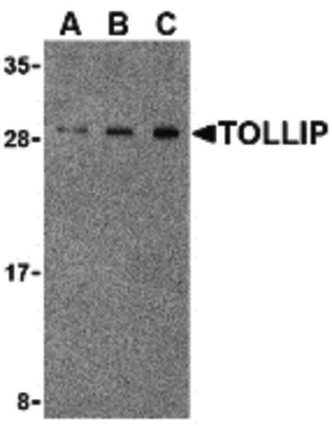TOLLIP Antibody - Western blot of TOLLIP in rat brain cell lysate with TOLLIP antibody at (A) 0.5, (B) 1 and (C) 2ug/ml.