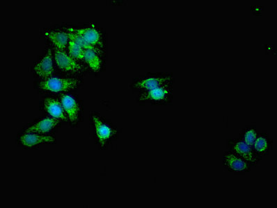 TOMM20 Antibody - Immunofluorescent analysis of HepG2 cells using TOMM20 Antibody at dilution of 1:100 and Alexa Fluor 488-congugated AffiniPure Goat Anti-Rabbit IgG(H+L)