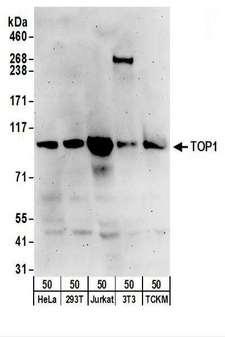 TOP1 / Topoisomerase I Antibody - Detection of Human and Mouse TOP1 by Western Blot. Samples: Whole cell lysate from HeLa (50 ug), 293T (50 ug), Jurkat (50 ug), NIH3T3 (50 ug), and TCKM (50 ug) cells. Antibodies: Affinity purified rabbit anti-TOP1 antibody used for WB at 0.1 ug/ml. Detection: Chemiluminescence with an exposure time of 3 minutes.