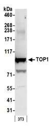 TOP1 / Topoisomerase I Antibody - Detection of mouse TOP1 by western blot. Samples: Whole cell lysate (50 µg) from NIH 3T3 cells prepared using NETN lysis buffer. Antibody: Affinity purified rabbit anti-TOP1 antibody used for WB at 0.1 µg/ml. Detection: Chemiluminescence with an exposure time of 30 seconds.