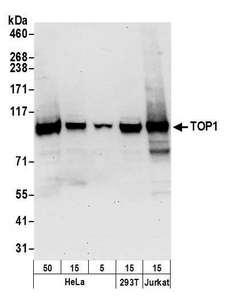 TOP1 / Topoisomerase I Antibody - Detection of human TOP1 by western blot. Samples: Whole cell lysate (50, 15, 5 µg) from HeLa and (50 µg) from HEK293T and Jurkat cells prepared using NETN lysis buffer. Antibody: Affinity purified rabbit anti-TOP1 antibody used for WB at 0.1 µg/ml. Detection: Chemiluminescence with an exposure time of 30 seconds.