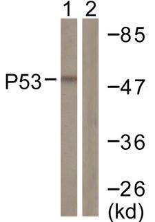TP53 / p53 Antibody - Western blot analysis of lysates from COS7 cells, treated with TSA 400nM 24h, using p53 Antibody. The lane on the right is blocked with the synthesized peptide.