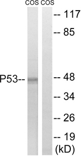 TP53 / p53 Antibody - Western blot analysis of lysates from COS7 cells, using p53 Antibody. The lane on the right is blocked with the synthesized peptide.