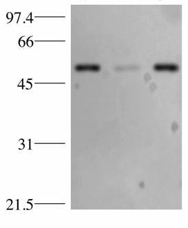 TP53 / p53 Antibody - Western blotting using anti-p53.   HeLa whole cell lysate (lane 1), cytosol fraction (lane 2) and nuclear extract (lane 3) (15 mg) incubated overnight with anti-p53 overnight at 4° C diluted 1:1,500.  Personnel Communication.  Kuldeep Patel, Loyola University.