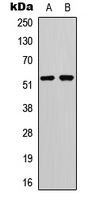 TP53 / p53 Antibody - Western blot analysis of p53 (pS20) expression in HCT116 (A); COS7 (B) whole cell lysates.