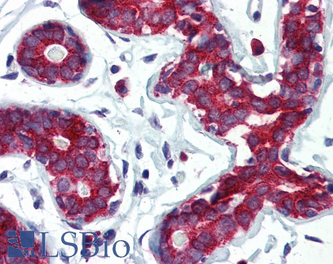 TPD52L1 Antibody - Anti-TPD52L1 antibody IHC of human breast. Immunohistochemistry of formalin-fixed, paraffin-embedded tissue after heat-induced antigen retrieval. Antibody concentration 5 ug/ml.