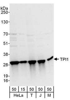 TPI1 / TPI Antibody - Detection of Human and Mouse TPI1 by Western Blot. Samples: Whole cell lysate from HeLa (15 and 50 ug), 293T (T; 50 ug), Jurkat (J; 50 ug) and mouse NIH3T3 (M; 50 ug) cells. Antibodies: Affinity purified rabbit anti-TPI1 antibody used for WB at 0.1 ug/ml. Detection: Chemiluminescence with an exposure time of 10 seconds.