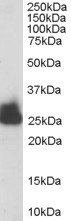 TPI1 / TPI Antibody - Antibody staining (0.003 ug/ml) of human liver lysate (RIPA buffer, 30 ug total protein per lane). Primary incubated for 1 hour. Detected by Western blot of chemiluminescence.