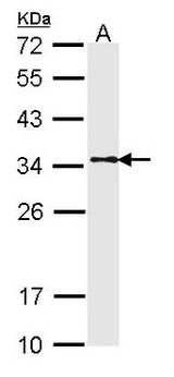 TPM1 / Tropomyosin Antibody - Sample (30 ug of whole cell lysate). A: A431. 12% SDS PAGE. TPM1 antibody diluted at 1:1000. 