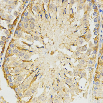 TPM2 Antibody - Immunohistochemistry of paraffin-embedded rat testis tissue.