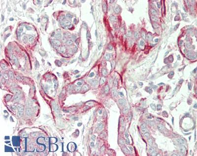 TPM4 Antibody - Human Placenta: Formalin-Fixed, Paraffin-Embedded (FFPE)